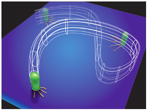 Bacteria motility