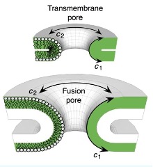 Membrane Modulation