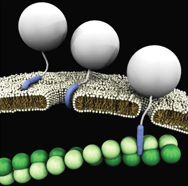 HIV TAT Peptide